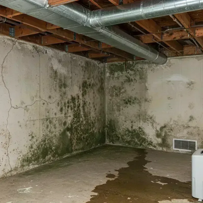 Professional Mold Removal in Goodhue, MN